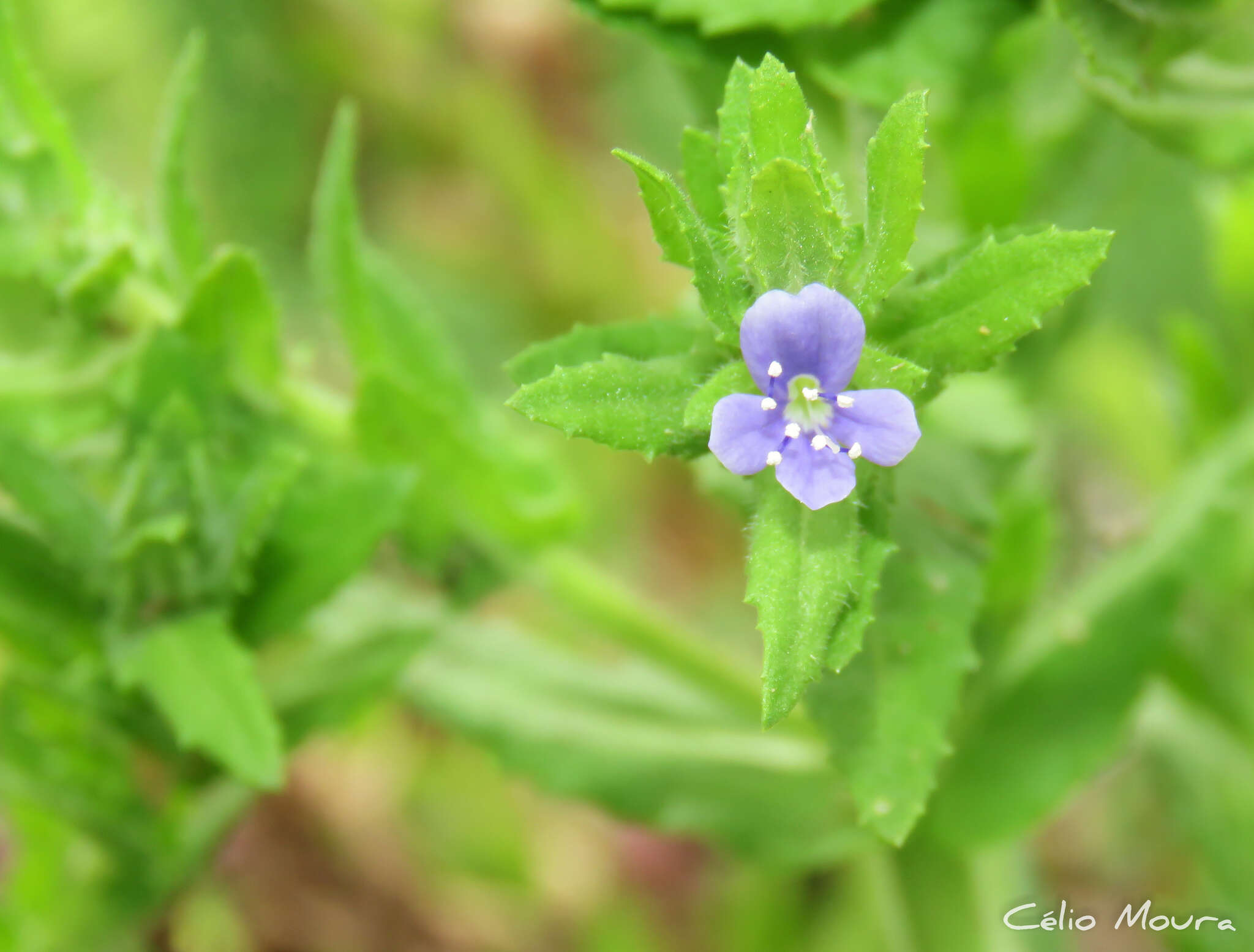 Imagem de Stemodia maritima L.