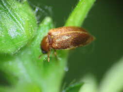 Image of Western Raspberry Fruitworm