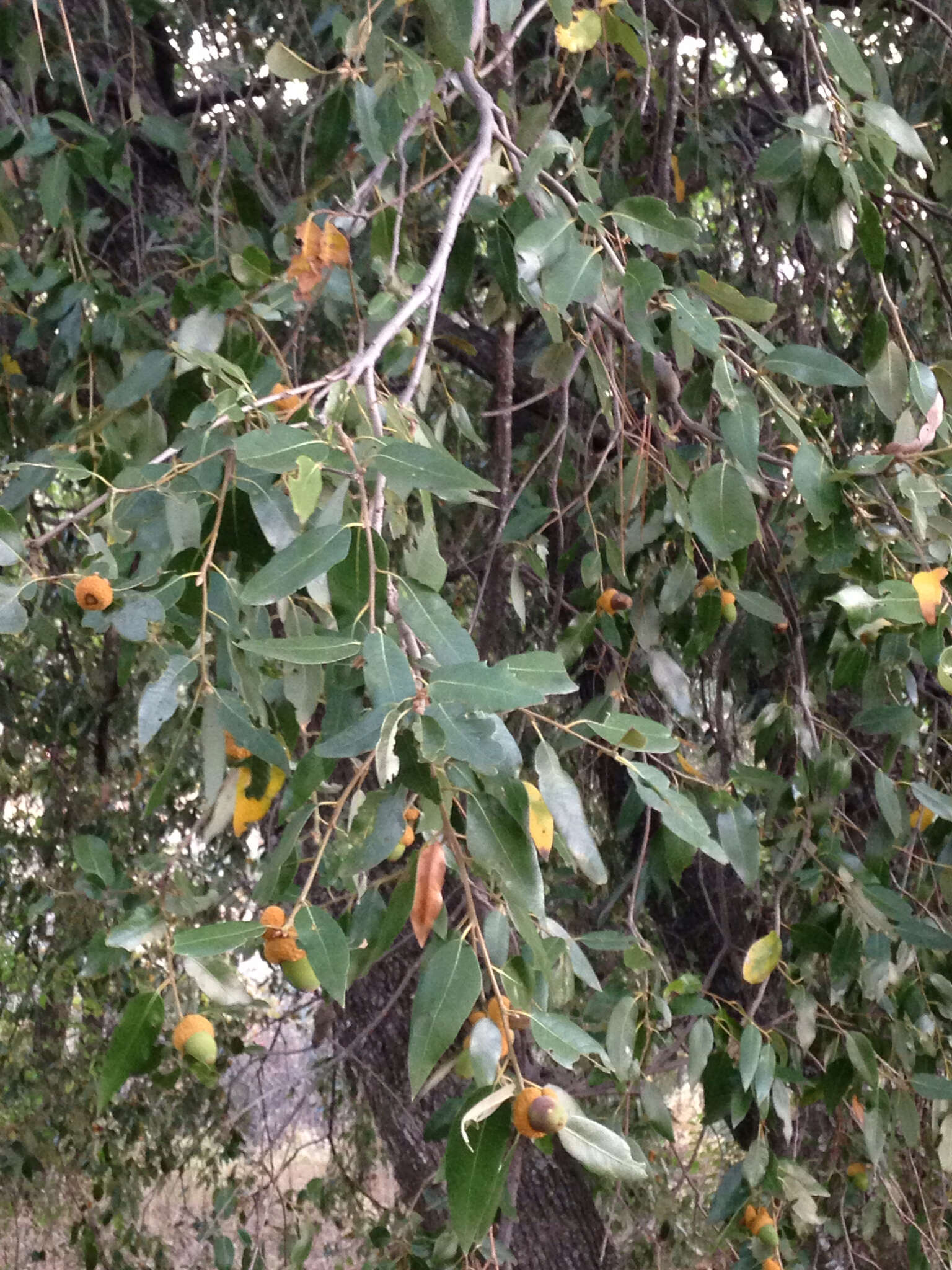 Слика од Quercus chrysolepis Liebm.