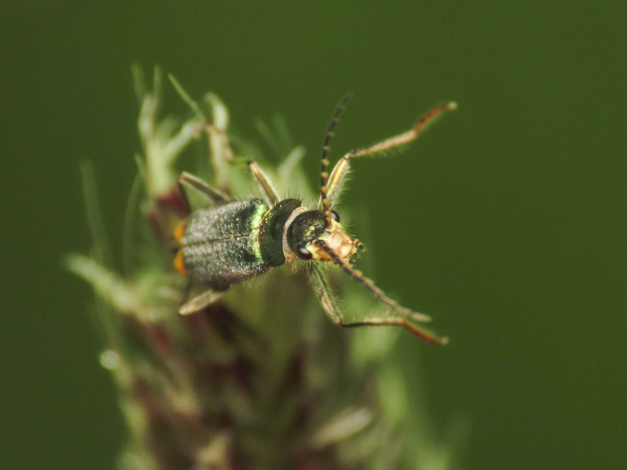 Слика од <i>Clanoptilus italicus</i> (Pardo 1967)