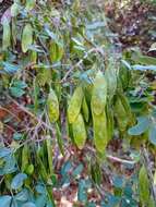 Image of Dalbergia glabra (Mill.) Standl.