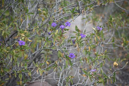 صورة Ruellia californica subsp. californica