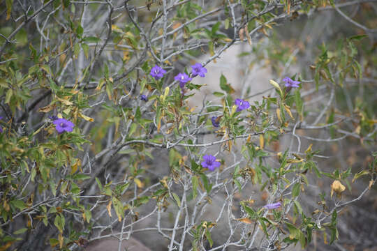 صورة Ruellia californica (Rose) I. M. Johnston