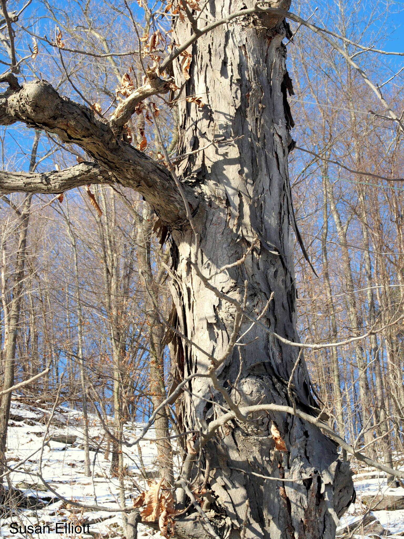 Image of shagbark hickory