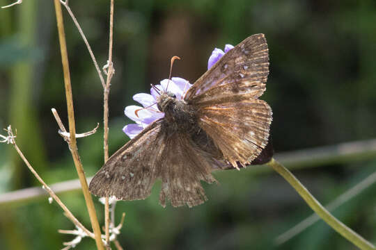 Image of Erynnis propertius Scudder & Burgess 1870