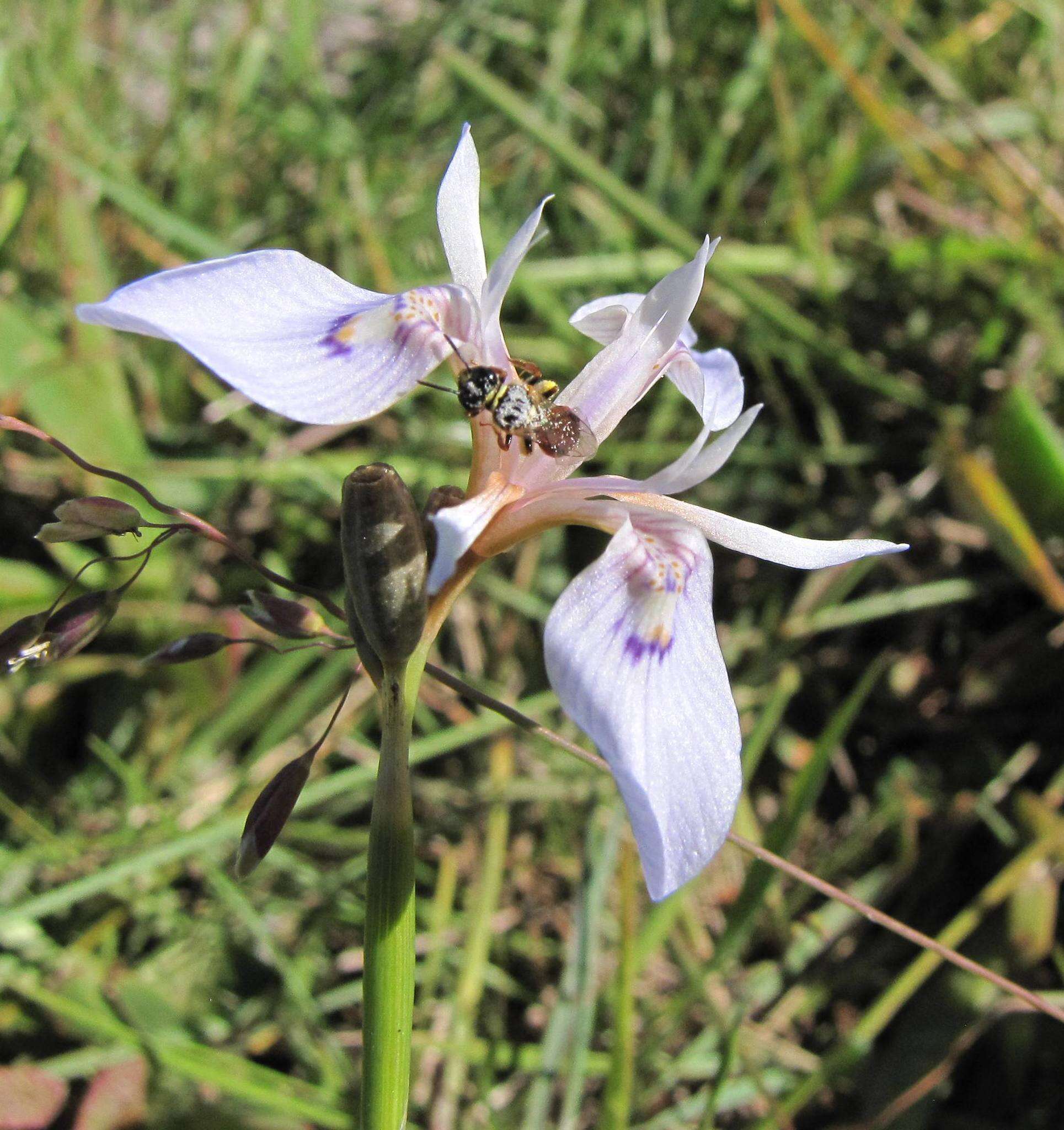 Image of Moraea elliotii Baker