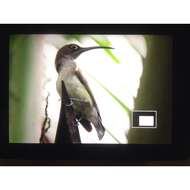 Image of Pale Spiderhunter