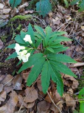 Image of Cardamine kitaibelii Bech.