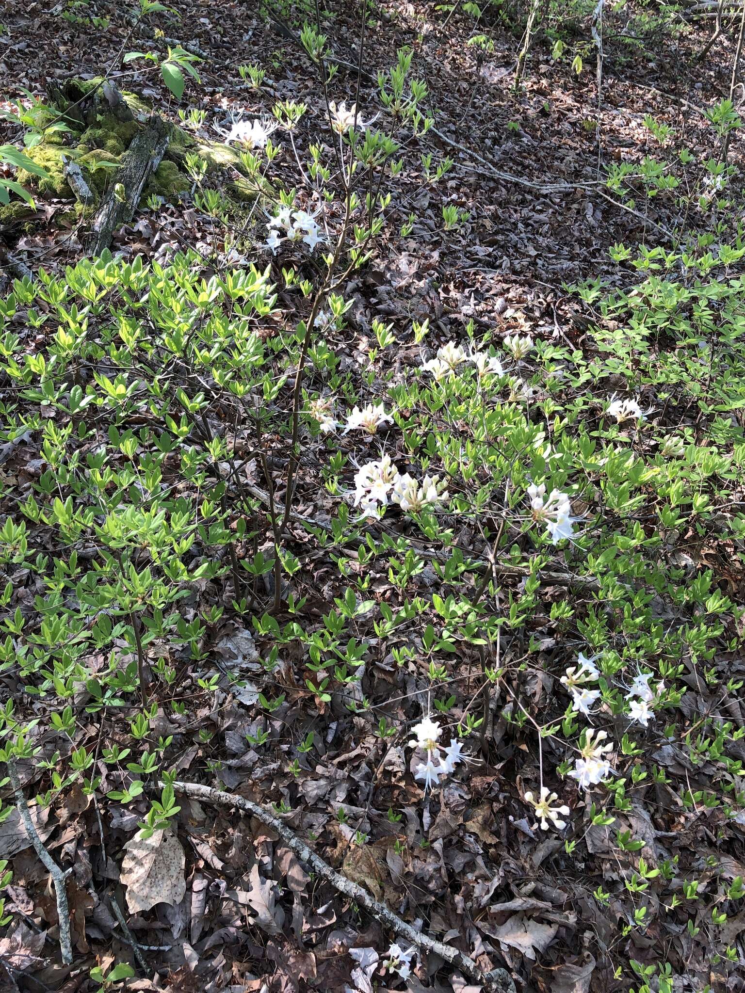 Image of Alabama azalea