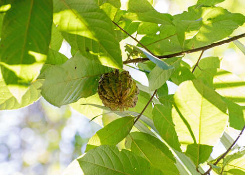 Imagem de Carpotroche brasiliensis (Raddi) Endl.