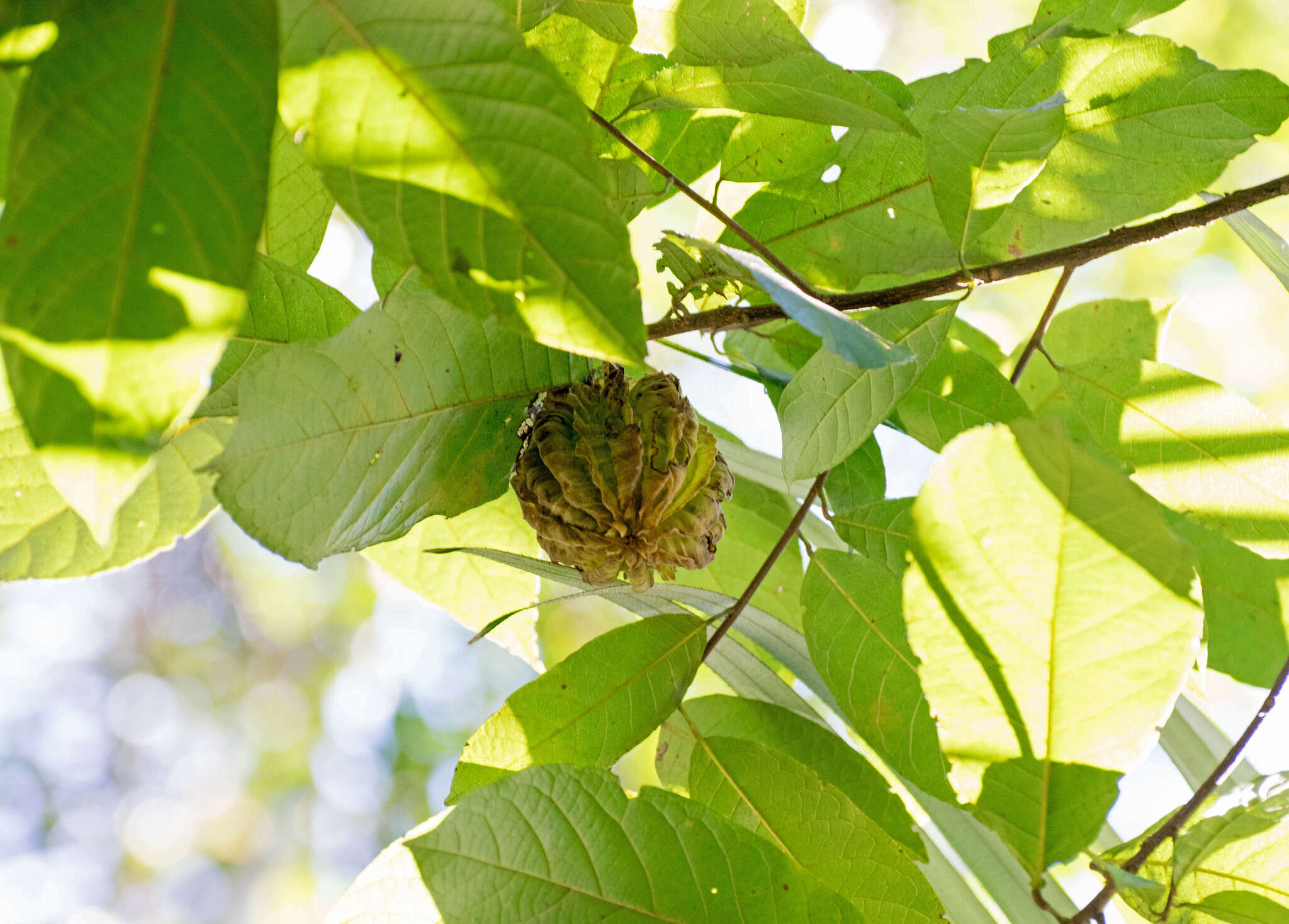 Imagem de Carpotroche brasiliensis (Raddi) Endl.