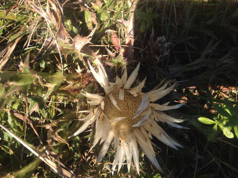 Image of Carlina acaulis L.