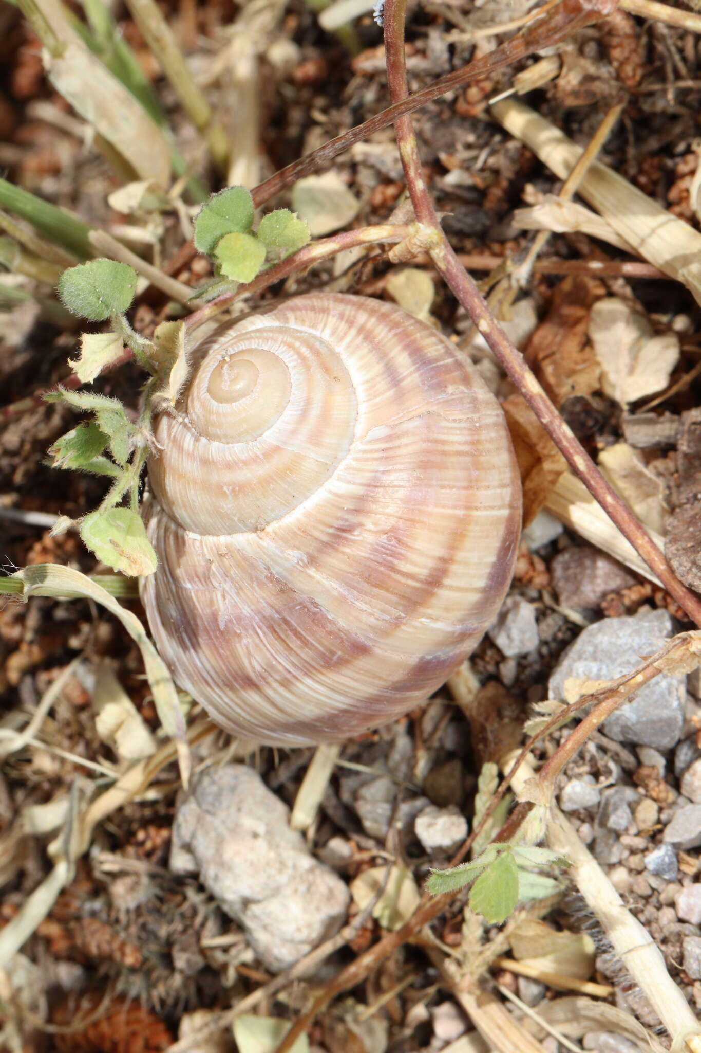 Image of Helix figulina Rossmässler 1839