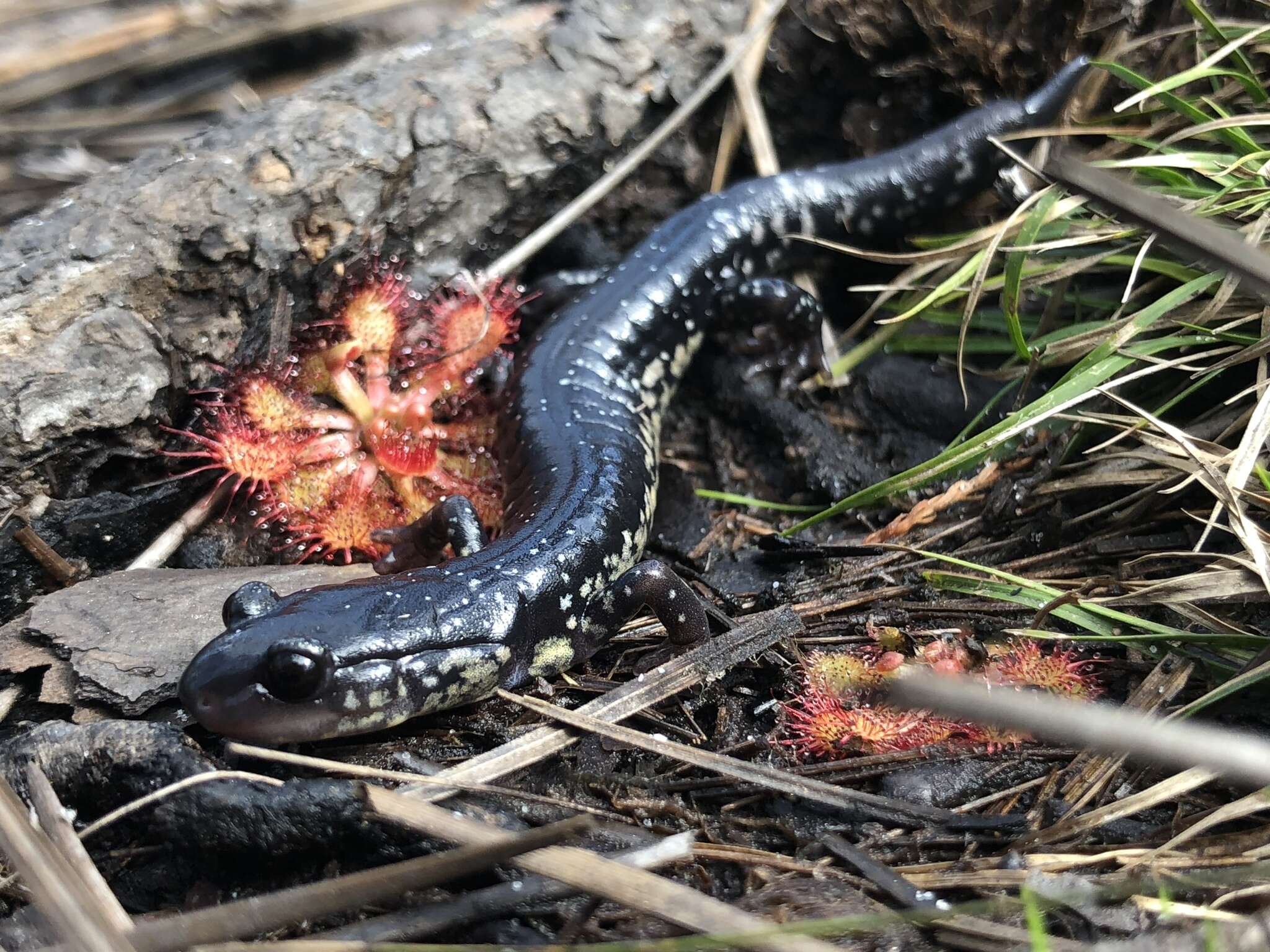 Plethodon chlorobryonis Mittleman 1951 resmi