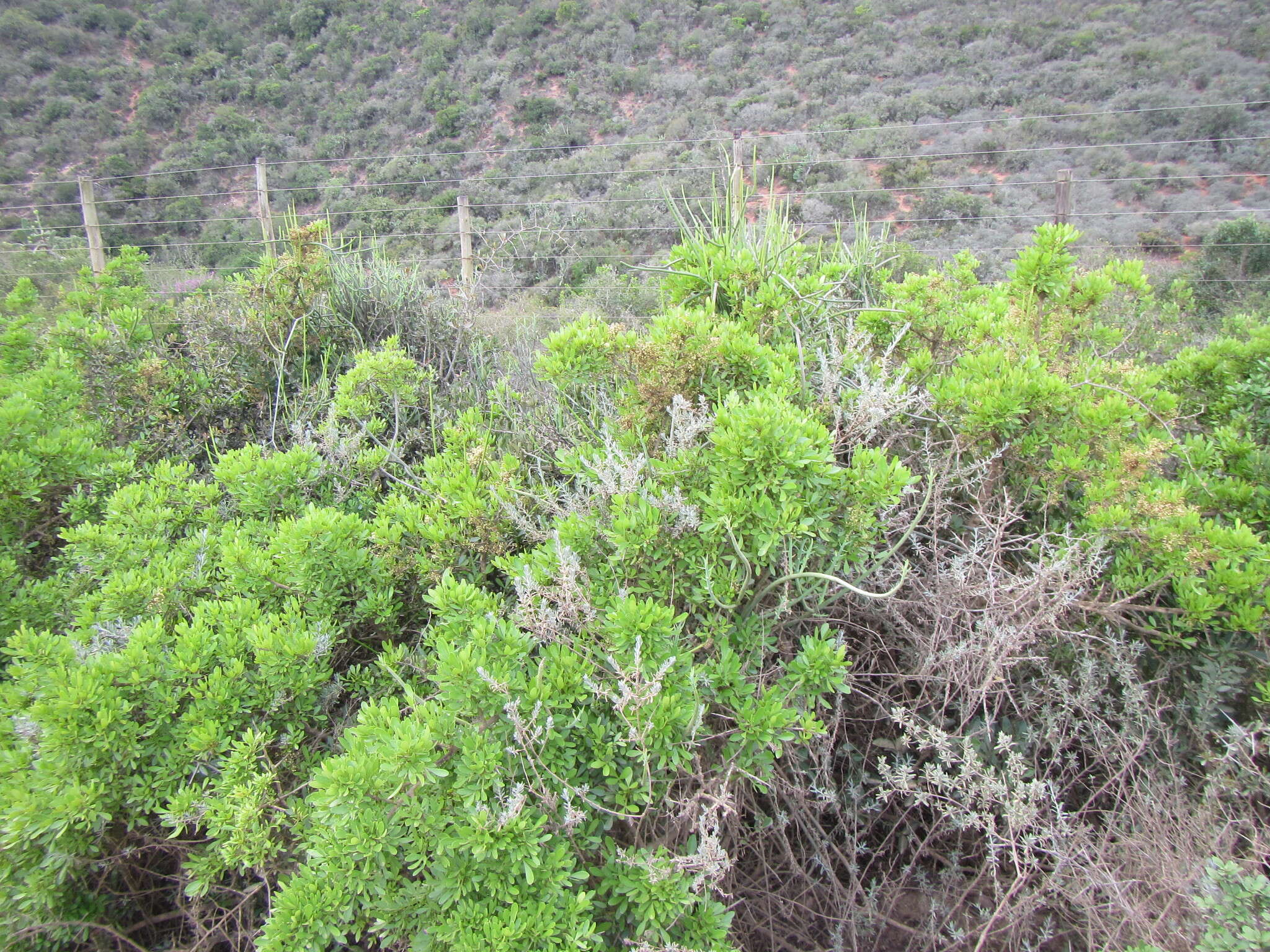 Image of Searsia pterota (C. Presl) Moffett