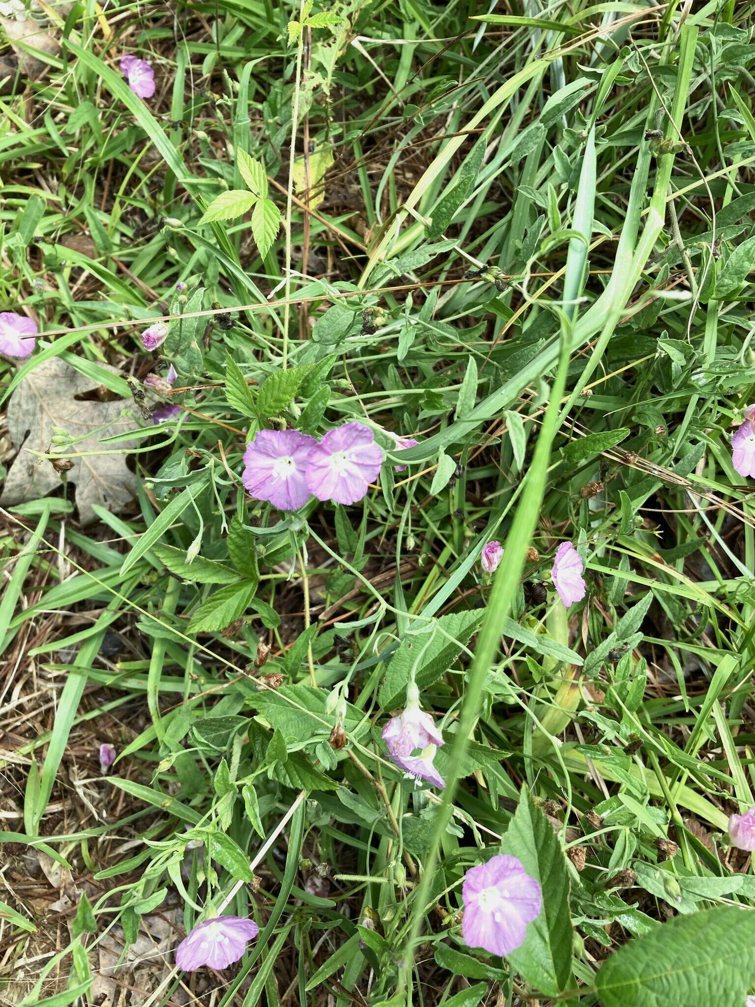 Image of Water Dawnflower