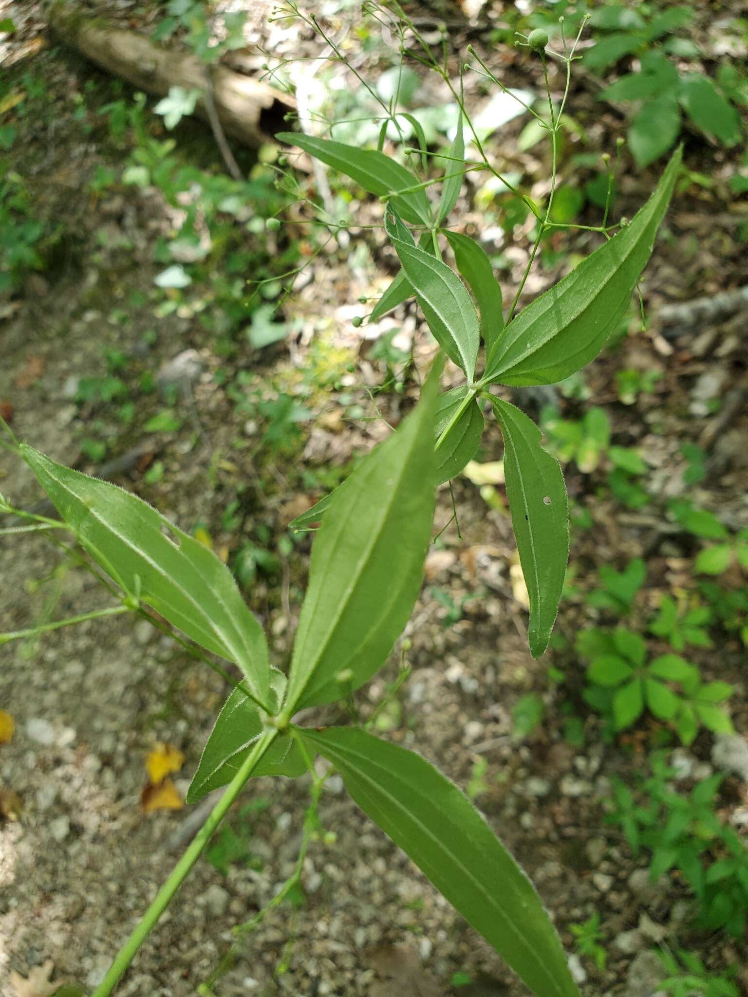 Imagem de Galium latifolium Michx.