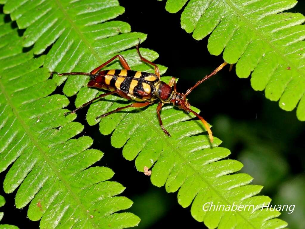 Image of Leptura taranan (Kano 1933)