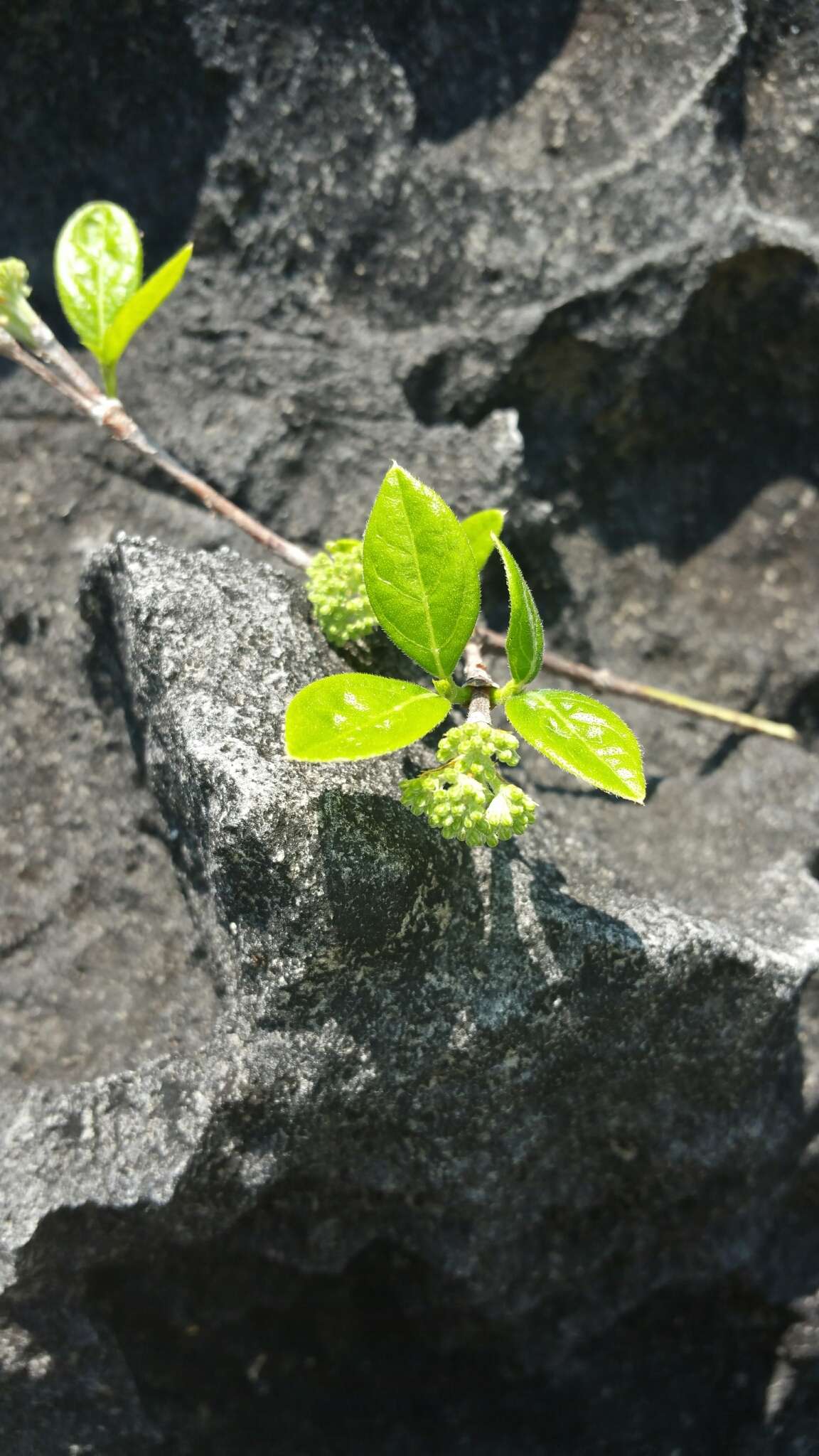 Image of Paracephaelis cinerea (A. Rich. ex DC.) De Block