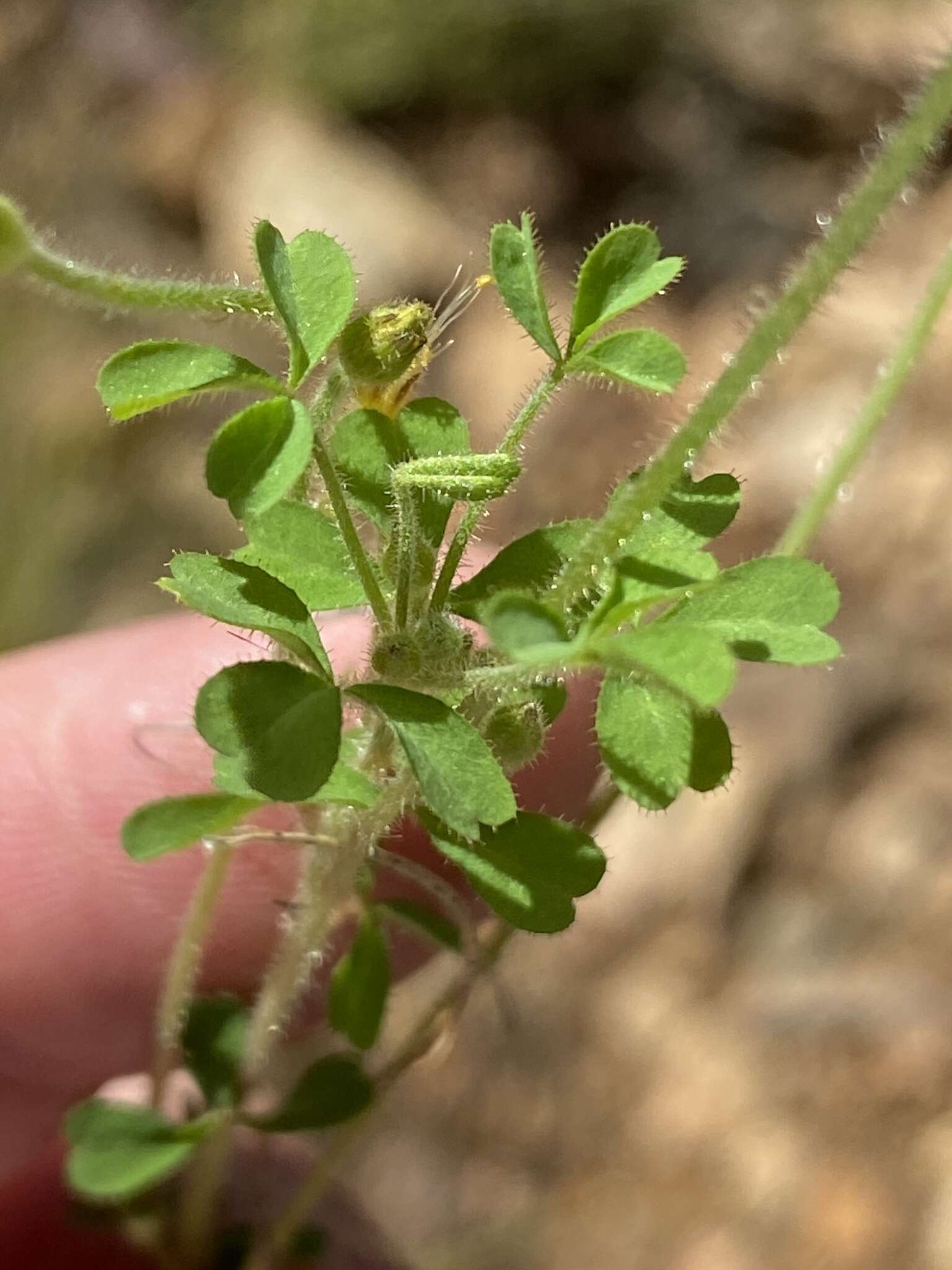 Sivun Oxalis ebracteata Savign. kuva