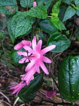 Image of Passiflora orbiculata Cav.