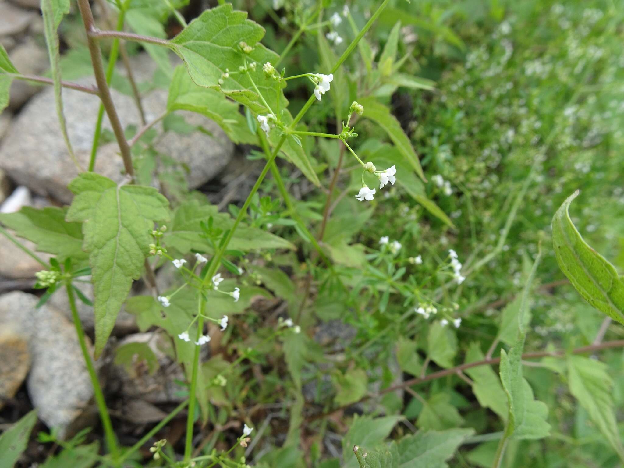 Galium mexicanum Kunth resmi