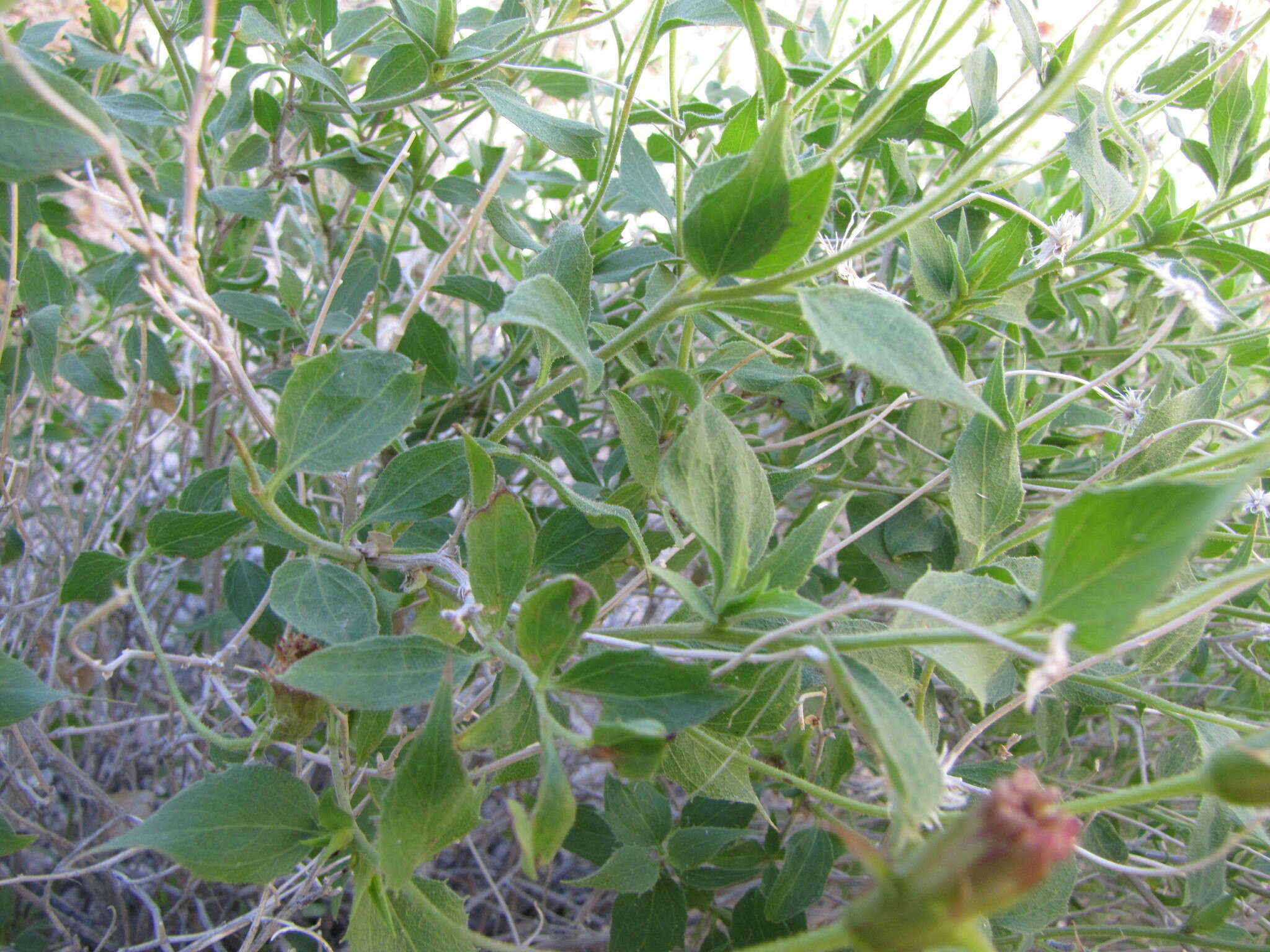 Image of pungent brickellbush