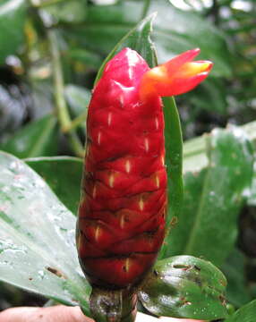 Image of spiral ginger