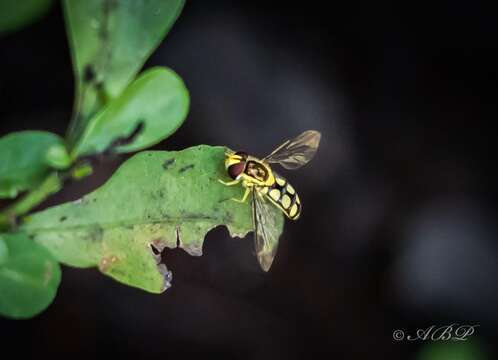 Imagem de Allograpta (Allograpta) calopa (Loew 1858)