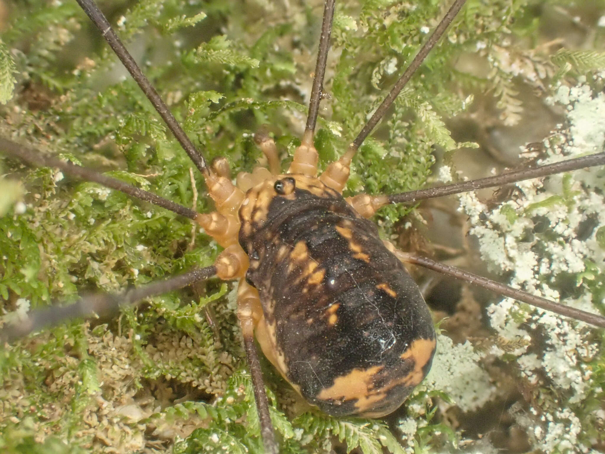 Image of Nelima paessleri (Roewer 1910)