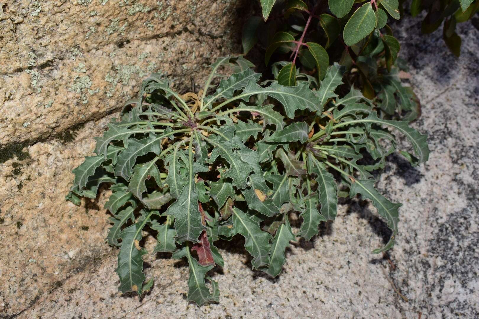 Image de Oenothera cespitosa subsp. marginata (Nutt. ex Hook. & Arn.) Munz