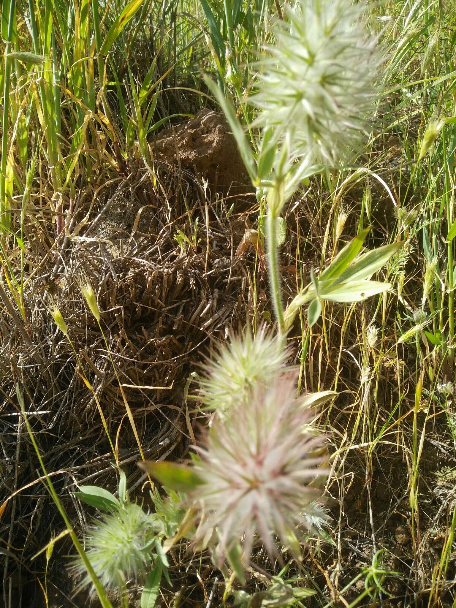 Слика од Trifolium dasyurum C. Presl