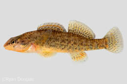 Image of Rainbow Darter