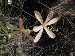 Image of Geissorhiza exscapa (Thunb.) Goldblatt