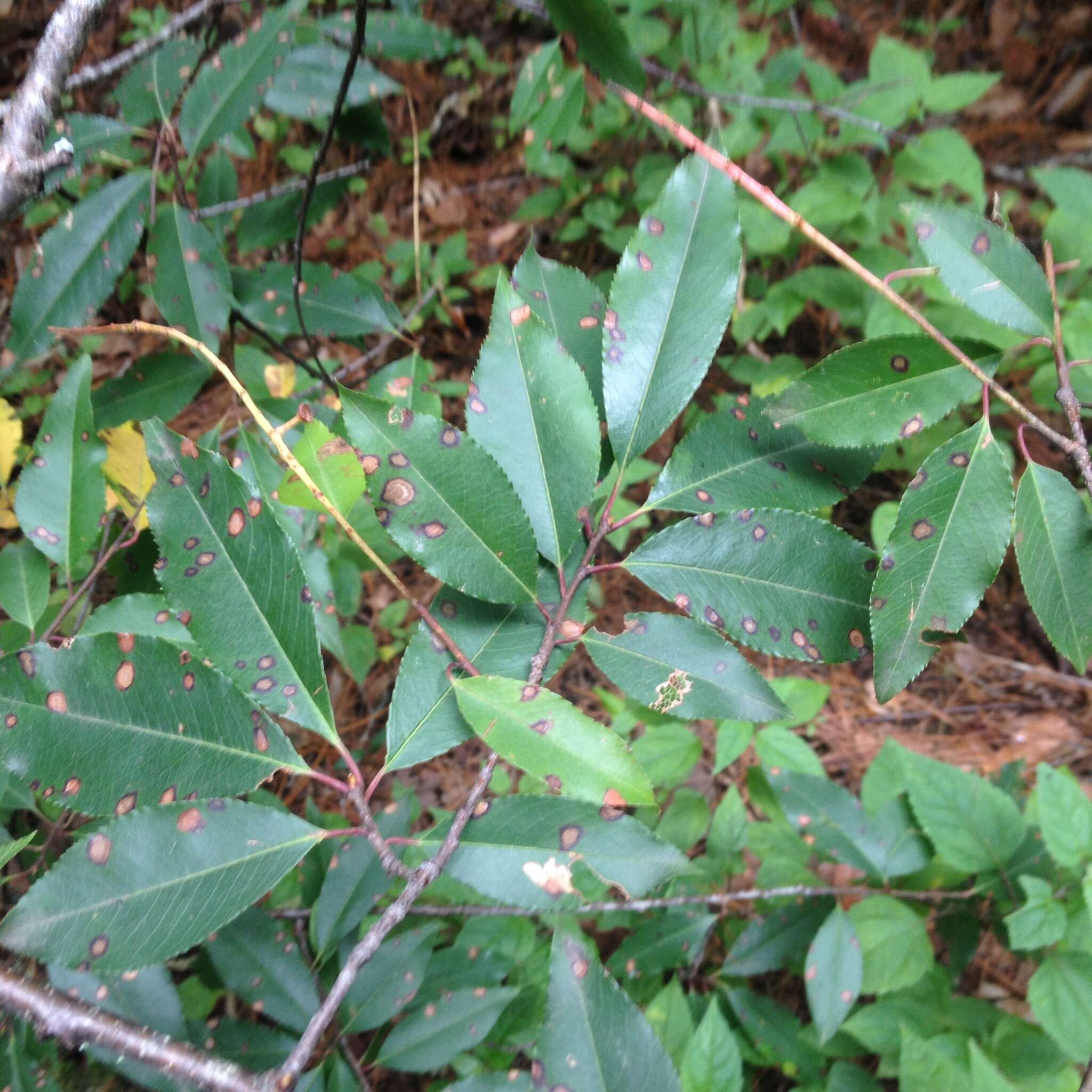 Image of Prunus serotina var. serotina