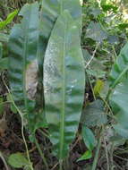 Image of Anthurium gaudichaudianum Kunth