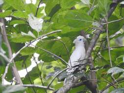 Image of Broad-crested Corella