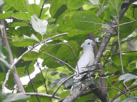 Cacatua ducorpsii Pucheran 1853 resmi