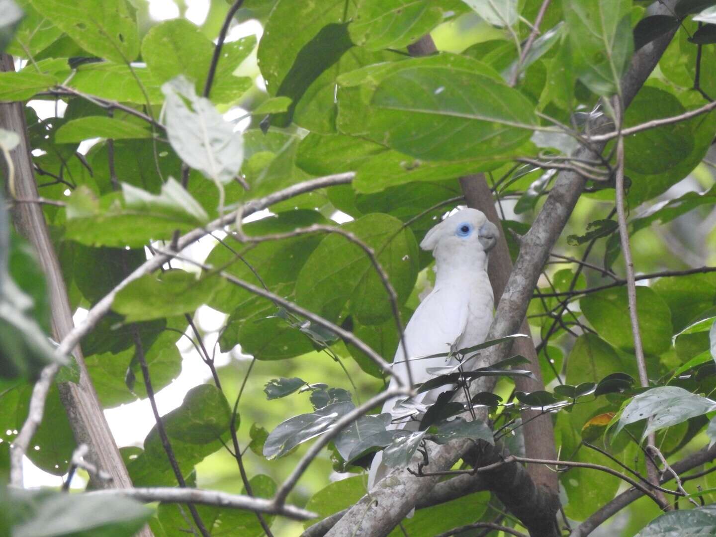 Cacatua ducorpsii Pucheran 1853 resmi