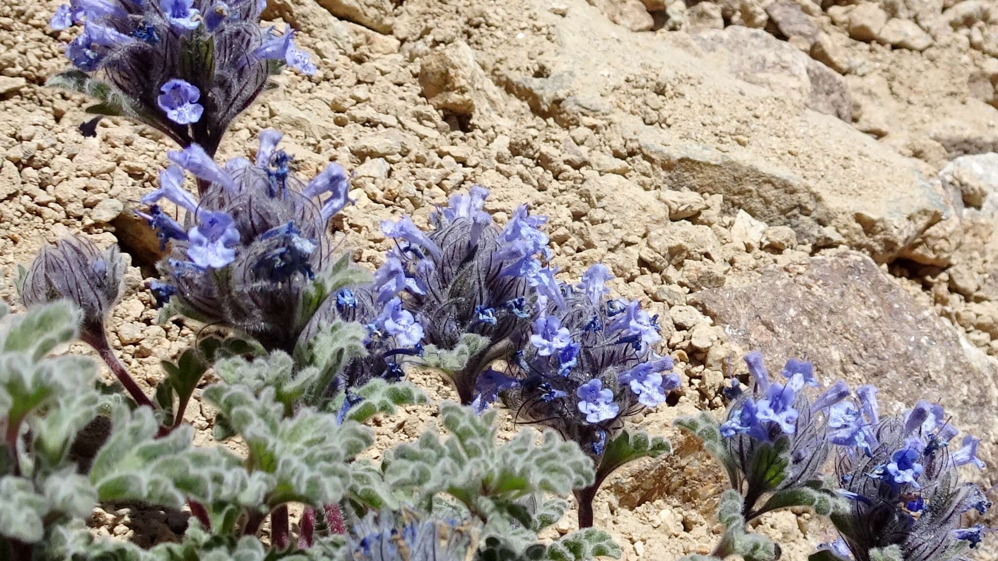 Plancia ëd Nepeta longibracteata Benth.