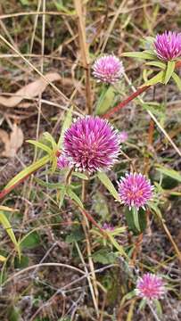 Image of Gomphrena canescens subsp. canescens