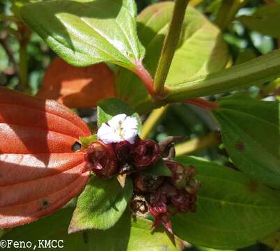 Image of Tristemma mauritianum J. F. Gmel.