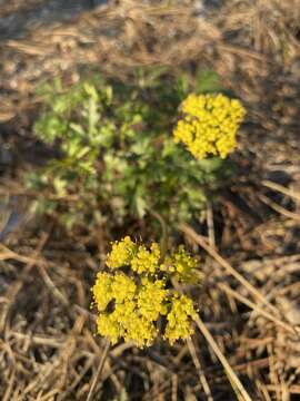 Lomatium parvifolium (Hook. & Arn.) Jepson的圖片