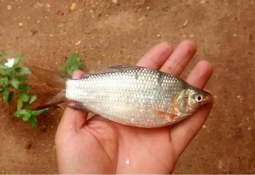 Cyphocharax magdalenae (Steindachner 1878)的圖片