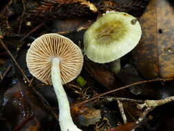 Слика од Cortinarius calaisopus Soop 2013