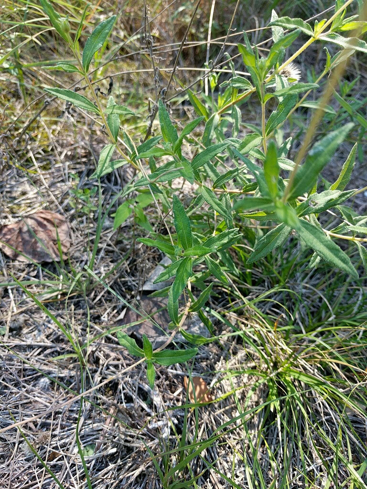 Image of hairy wedelia