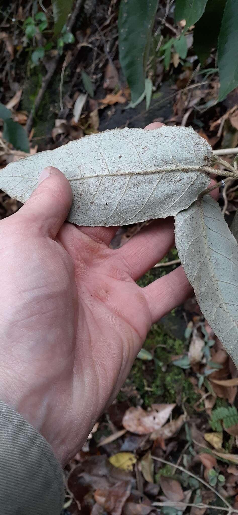 Imagem de Croton stigmatosus F. Muell.