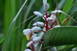 Image of Alpinia koshunensis Hayata