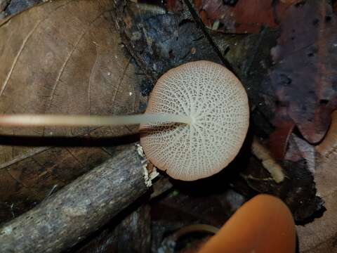 Image of Marasmius cladophyllus Berk. 1856