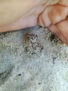 Image of Cape Sand Frog